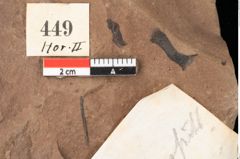 Foto (Detailansicht) von Zostena ungeri Ettingshausen (NHMW-GEO-2024-0188-0449)